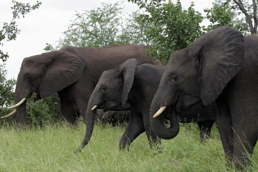 Tourist trampled to death by elephant while reportedly trying to save his grandchild at South Africa park