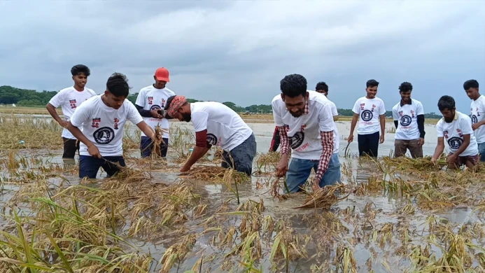 পানিতে তলিয়ে যাওয়া ধান কাটতে মাঠে ছাত্রলীগ, ভিডিও ভাইরাল