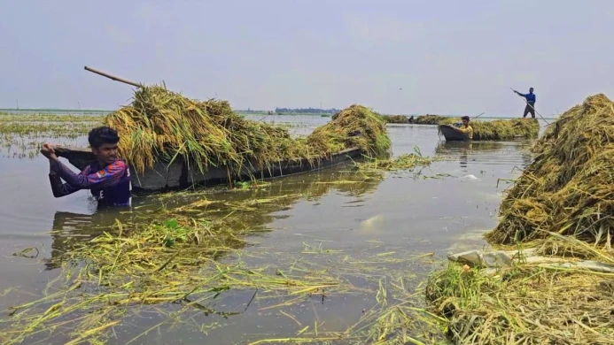 হাওর এলাকায় আগাম ধান-চাল সংগ্রহ কার্যক্রম শুরু করছে সরকার