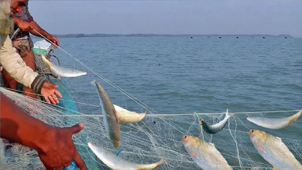 ২২ দিনের বিরতি শেষে নদীতে প্রাণ ফিরেছে, ইলিশ শিকারে ব্যস্ত জেলেরা