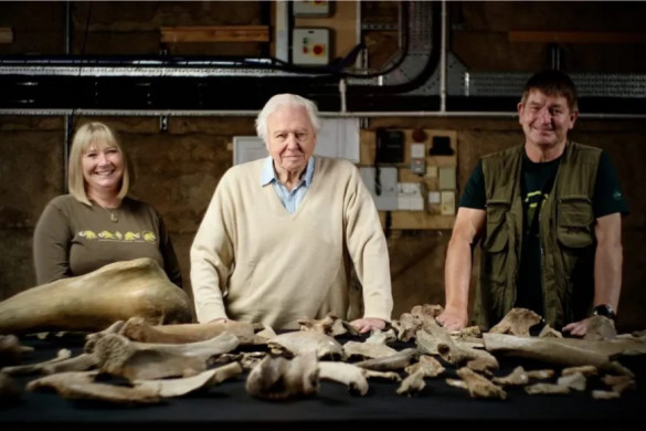 Mammoth graveyard artefacts on display for first time