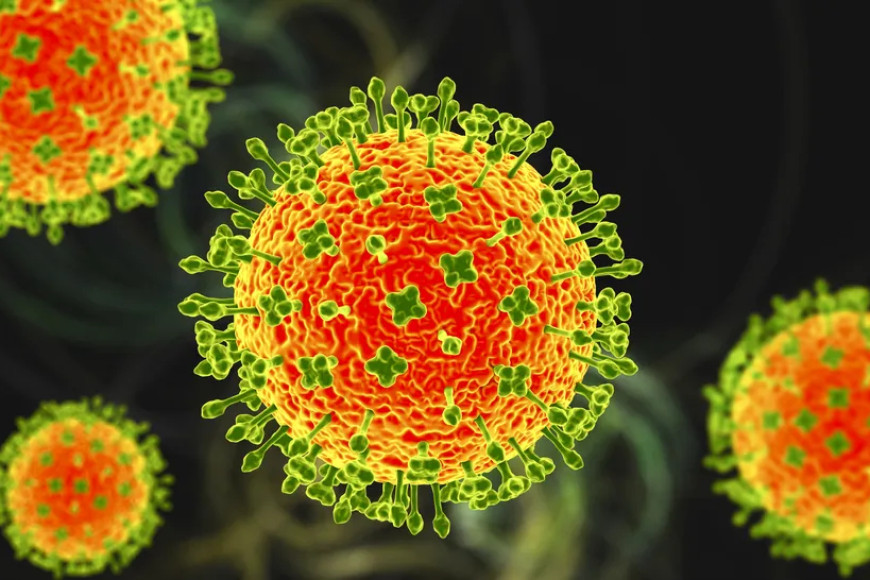 New 'Camp Hill' virus discovered in Alabama is relative of deadly Nipah — the 1st of its kind in the US