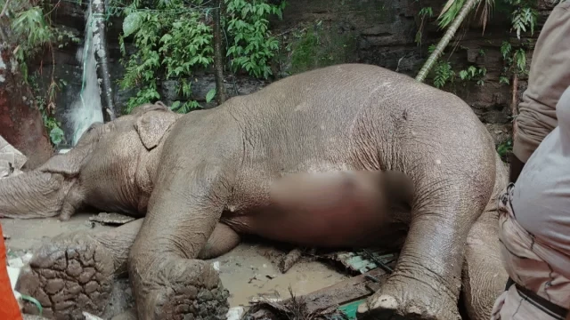 টেকনাফে পাহাড় থেকে পড়ে আহত বন্য হাতির মৃত্যু