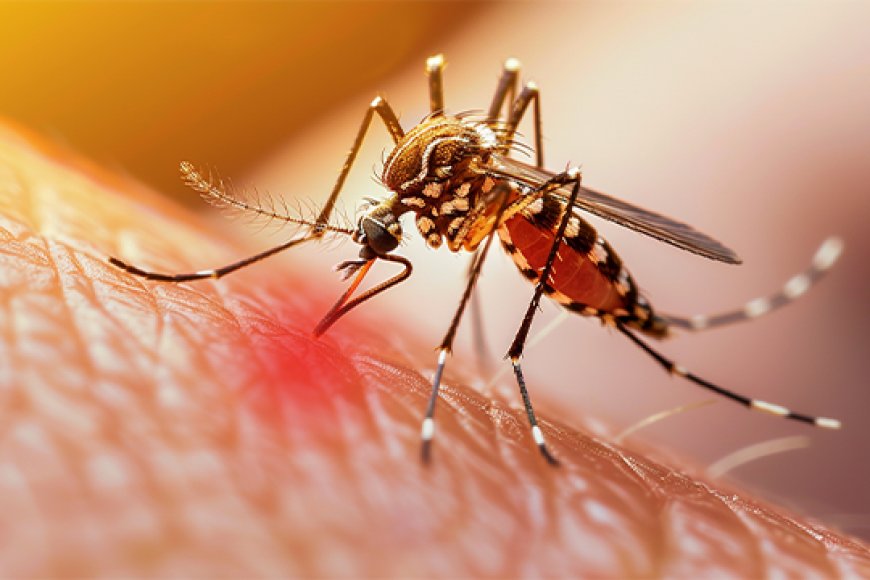 No deaths, 19 hospitalised with dengue fever in a day