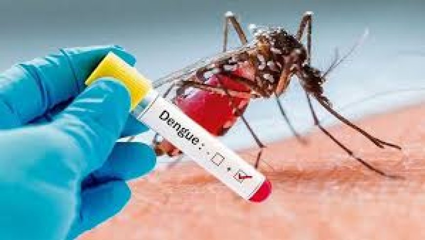 2 dengue patients die in last 24hrs