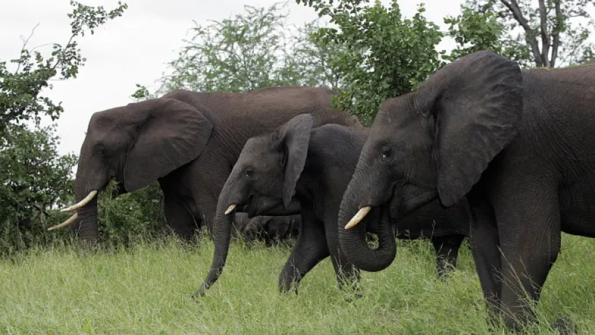 Tourist trampled to death by elephant while reportedly trying to save his grandchild at South Africa park